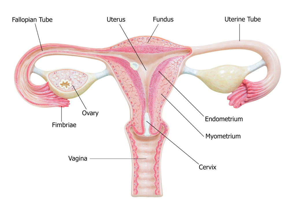 Diagram of a uterus for a blog titled What Is a Hysterectomy?